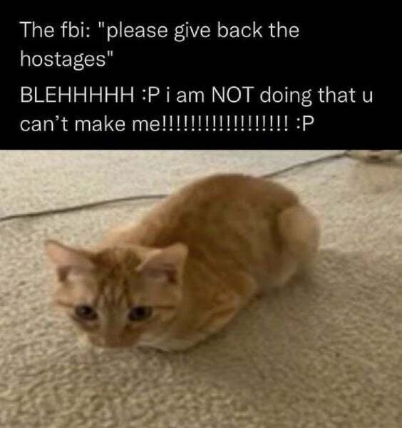 [Event] Cat Memes!