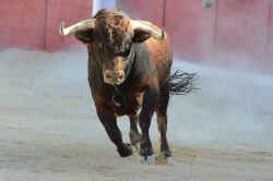 National Animal Image