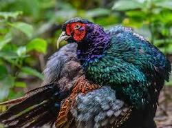 National Animal Image