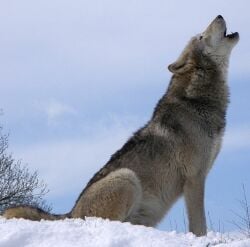 National Animal Image