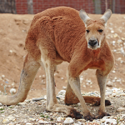 National Animal Image