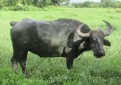 National Animal Image