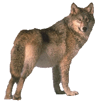 National Animal Image