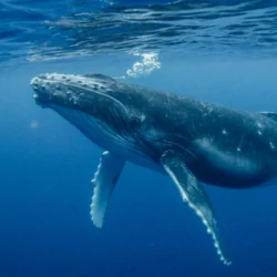National Animal Image