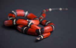 National Animal Image