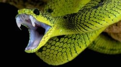 National Animal Image