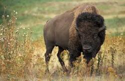 National Animal Image