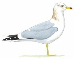 National Animal Image