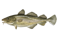 National Animal Image