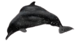 National Animal Image