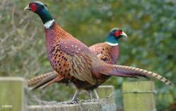 National Animal Image