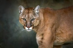 National Animal Image