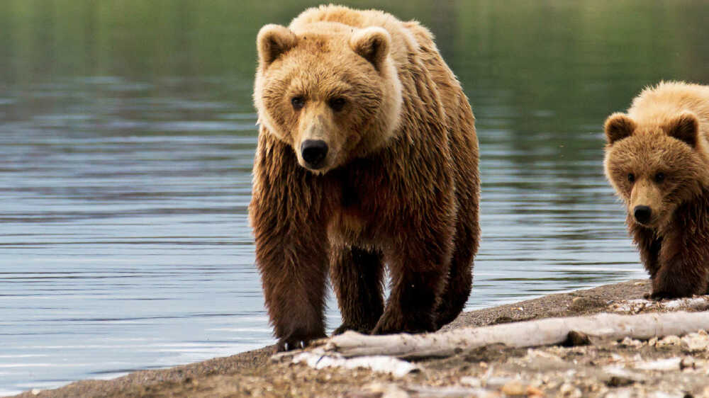 Parliment chooses the Brown Bear as the national animal