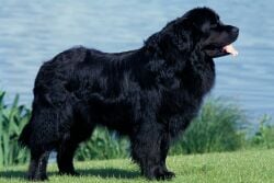 National Animal Image