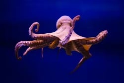 National Animal Image