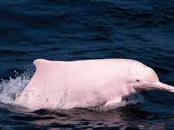 National Animal Image