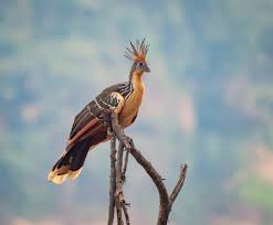 National Animal Image