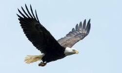 National Animal Image