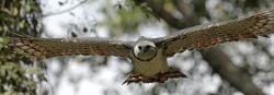National Animal Image