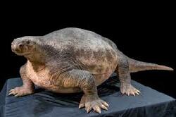 National Animal Image