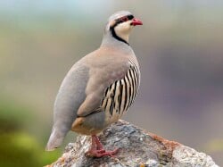 National Animal Image