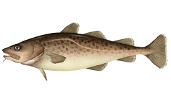 National Animal Image
