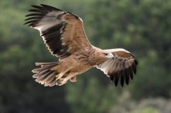 National Animal Image