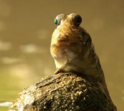National Animal Image