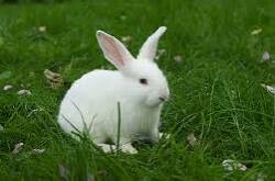 National Animal Image