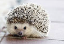 National Animal Image