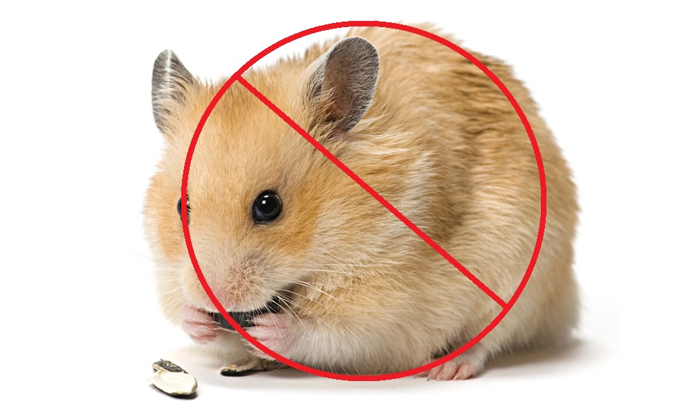 Valtenland Enthusiastically Embraces Legislation Making Hamster Ownership a Capital Offense