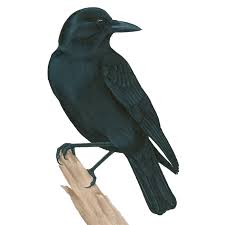 National Animal Image