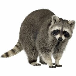 National Animal Image