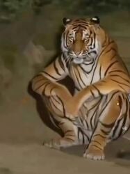 National Animal Image