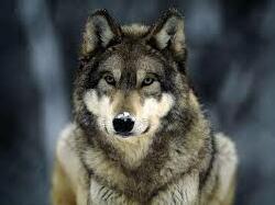 National Animal Image