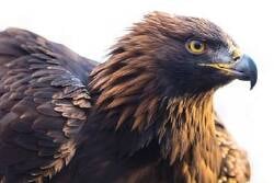National Animal Image