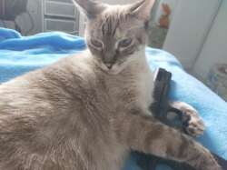 National Animal Image