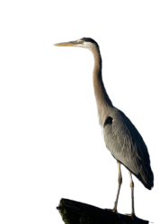 National Animal Image
