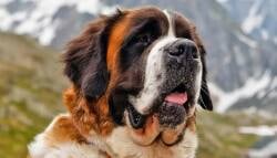 National Animal Image