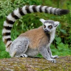 National Animal Image