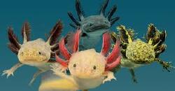 National Animal Image