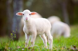 National Animal Image