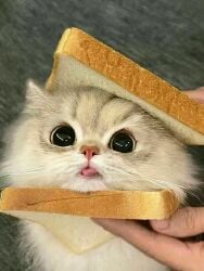 National Animal Image