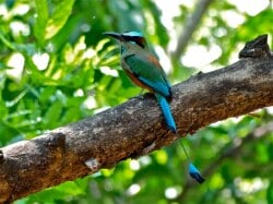 National Animal Image