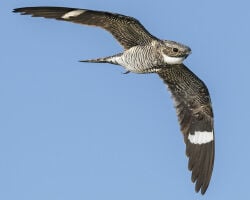 National Animal Image