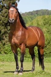 National Animal Image
