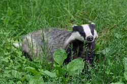National Animal Image