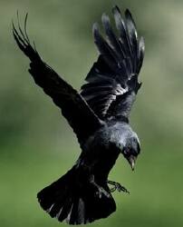 National Animal Image