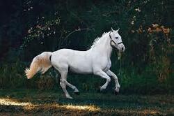 National Animal Image