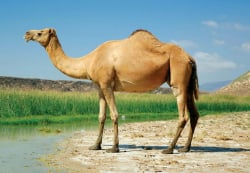 National Animal Image